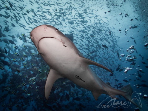 hook piercings by Marc Van Den Broeck 